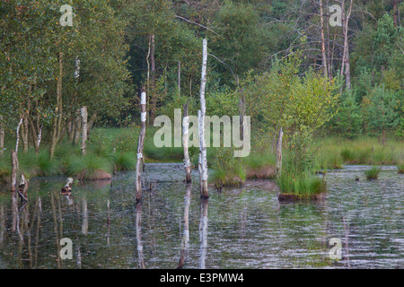 Pietzmoor, ein Hochmoor nahe der Stadt Schneverdingen, Niedersachsen, Deutschland Stockfoto