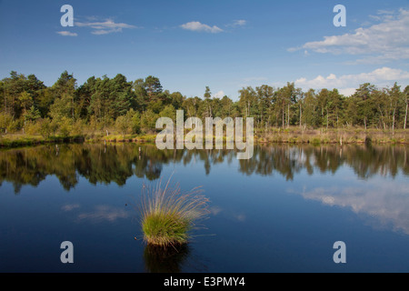 Pietzmoor, ein Hochmoor nahe der Stadt Schneverdingen, Niedersachsen, Deutschland Stockfoto