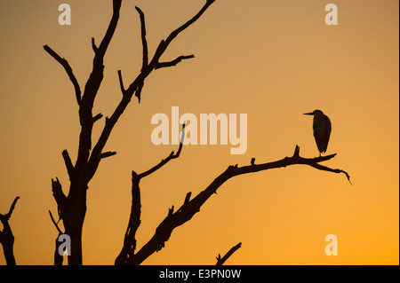 Heron in einem Baum bei Sonnenuntergang, Sabi Sand Game Reserve, Südafrika Stockfoto