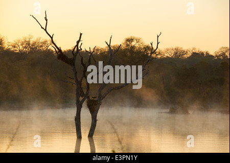 Hamerkop in einem Nest mit frühen Morgennebel auf dem Damm, Scopus Umbretta, Sabi Sand Game Reserve, Südafrika Stockfoto