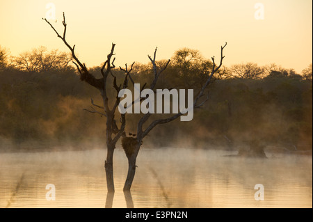 Hamerkop in einem Nest mit frühen Morgennebel auf dem Damm, Scopus Umbretta, Sabi Sand Game Reserve, Südafrika Stockfoto