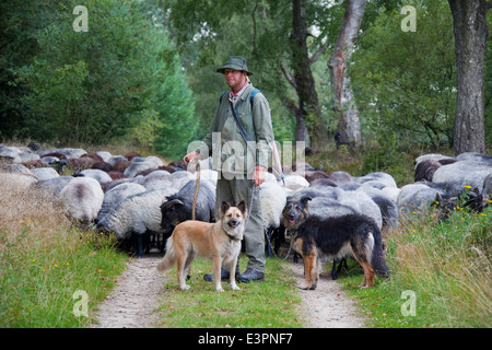 Heidschnucken-Grey Heath Schäferhund Hunde und Schafe-Lüneburger Heide-Niedersachsen-Deutschland Stockfoto