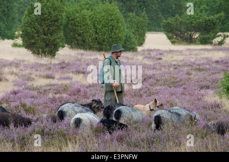 Heidschnucken-Grey Heath Schäferhund Hunde und Schafe-Lüneburger Heide-Niedersachsen-Deutschland Stockfoto