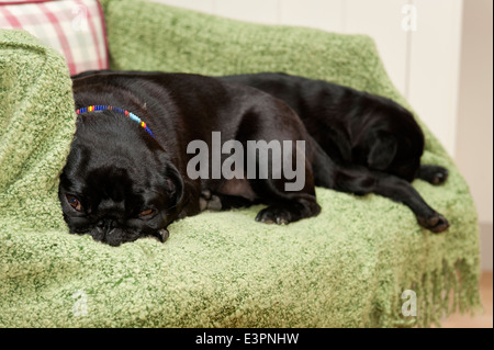 Paar auf einer grünen Decke schlafen pugs Stockfoto