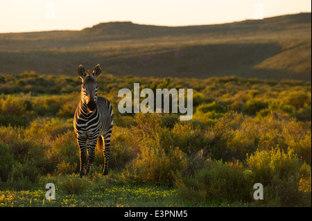 Kap-Bergzebras, Equus Zebra Zebra, Bushmans Kloof Wilderness Reserve, Südafrika Stockfoto