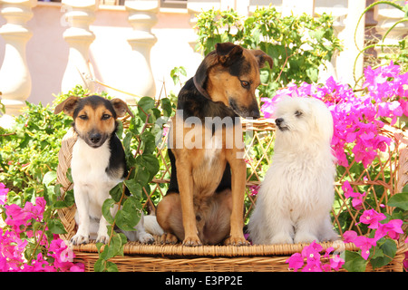 Maltesische Jack Russell Terrier Mischlingshund sitzt inmitten von Bougainvillea Blumen Spanien Stockfoto