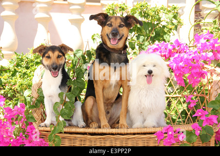 Maltesische Jack Russell Terrier Mischlingshund sitzt inmitten von Bougainvillea Blumen Spanien Stockfoto