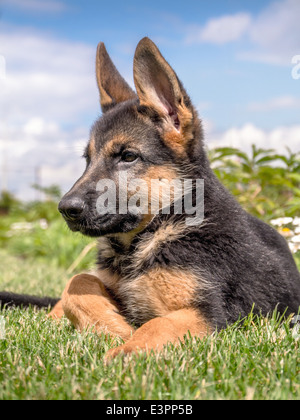 Deutscher Schäferhund-Welpen in der Wiese liegend Stockfoto