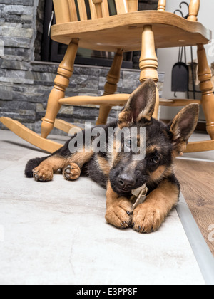 Deutscher Schäferhund-Welpen mit Haustier Spielzeug auf dem Boden spielen Stockfoto