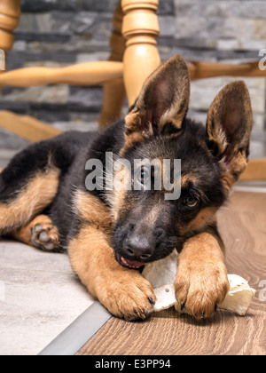 Deutscher Schäferhund-Welpen mit Haustier Spielzeug auf dem Boden spielen Stockfoto