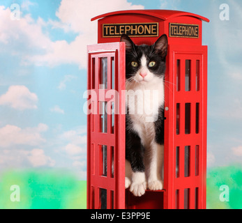 Hauskatze schwarz weiße Kätzchen ca. 5-6 Monate alt mit Blick vom klassischen UK rote Telefon box Stockfoto
