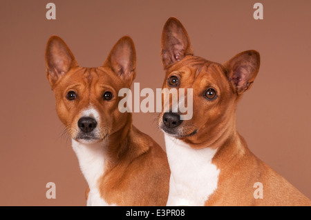 Basenji männlich 2 Jahre alt weiblich 4 Jahre alt) Porträt Studio Bild vor braunem Hintergrund Stockfoto
