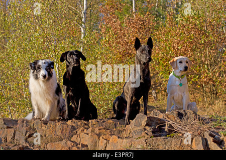 Australian Shepherd Labrador Retriever Holländischen Schäferhund Labrador Retriever sitzen nebeneinander Deutschland Stockfoto