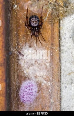 Weibliche Steatoda Bipunctata (häufig falsch-Witwe) Spinne, Teil der Familie Theridiidae. Bewachung der Ei-Sac mit rosa Eiern Stockfoto