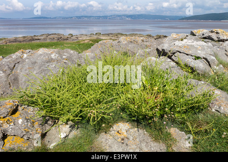 Wildrüben, Beta Vulgaris sp Maritima in Blume Morecambe Bay Lancashire UK Stockfoto