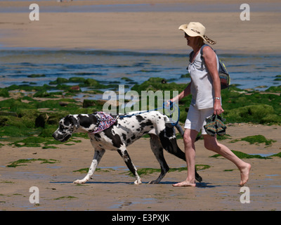 Frau zu Fuß Dogge Hund am Strand, Perranporth, Cornwall, UK Stockfoto