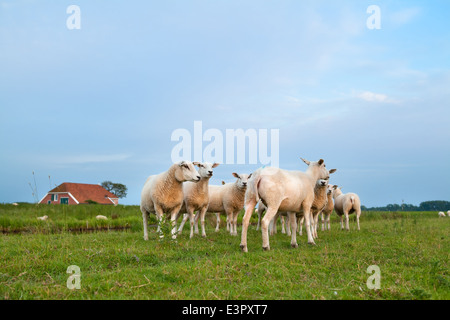 Schafherde auf der Weide im Sommer, Holland Stockfoto