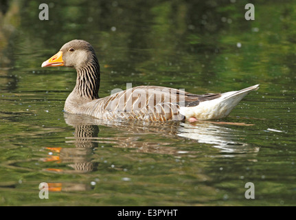 Graugans Anser Anser, Gans, Stockfoto