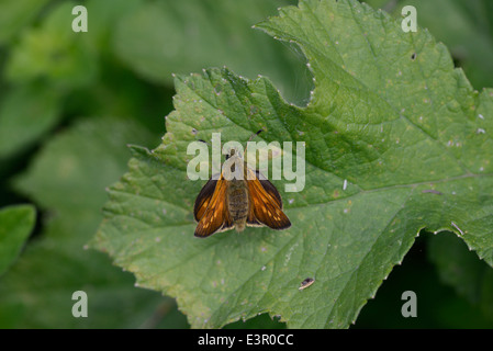 Großen Skipper (Ochlodes Venata) auf einem Blatt sitzen. Stockfoto