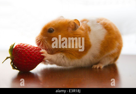 Teddy Bär Hamster Essen eine Erdbeere Stockfoto