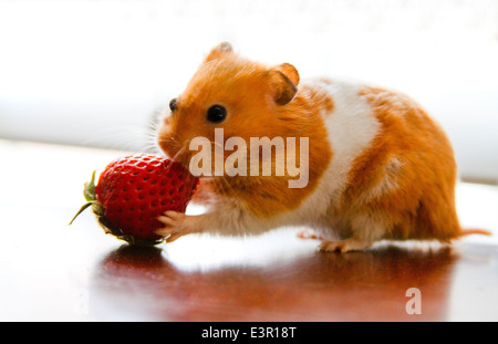 Teddy Bär Hamster Essen eine Erdbeere Stockfoto