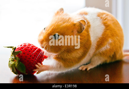 Teddy Bär Hamster Essen eine Erdbeere Stockfoto