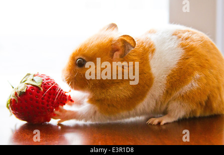 Teddy Bär Hamster Essen eine Erdbeere Stockfoto