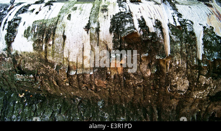 Birke Baum Rinde Hintergrund Stockfoto