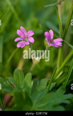 Dove-Fuß-Storchschnabel, Geranium Molle, rosa Blüten und Blätter Stockfoto