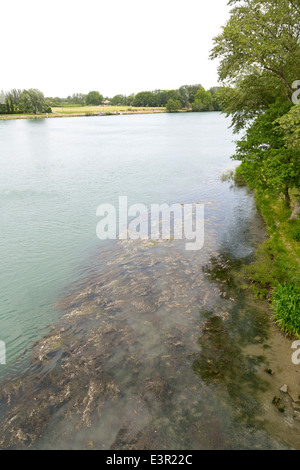 Blick über den Fluss Rhone von der berühmten Brücke in Avignon, Provence, Frankreich Stockfoto