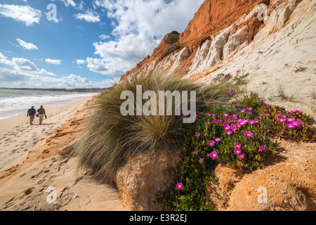 Mesembryanthemum, AKA Ice Plant, am Praia de Falesia Strand zwischen Vilamoura und Albufeira an der Algarve, Portugal. Stockfoto