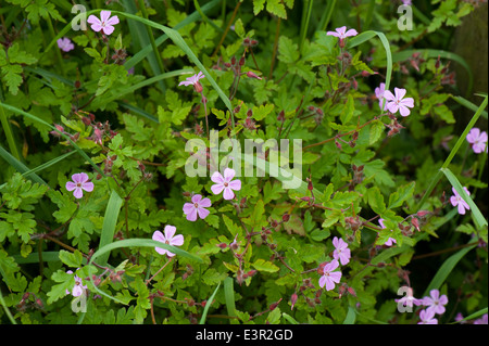 Robert Kraut, Geranium Robertianum, blühende Pflanze von Brachland und Gärten Stockfoto