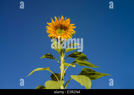 Eine Nahaufnahme einer gelben Sonnenblume, der steht vor einem tiefblauen Himmel in Santa Barbara, Kalifornien. Stockfoto