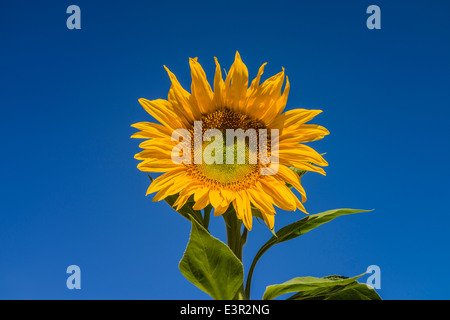 Eine Nahaufnahme einer gelben Sonnenblume, der steht vor einem tiefblauen Himmel in Santa Barbara, Kalifornien. Stockfoto