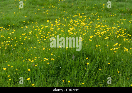 Feld-Hahnenfuß oder hohen Hahnenfuß, Ranunculus Acris, Blüte auf einer Wiese Stockfoto