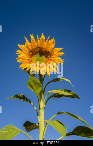 Eine Nahaufnahme einer gelben Sonnenblume, der steht vor einem tiefblauen Himmel in Santa Barbara, Kalifornien. Stockfoto