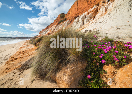 Mesembryanthemum, AKA Ice Plant, am Praia de Falesia Strand zwischen Vilamoura und Albufeira an der Algarve, Portugal. Stockfoto