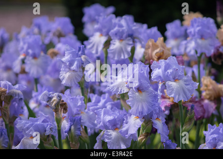 Blassen lila violett blau Iris Blumen hautnah Stockfoto