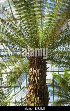 Baumfarn im Gewächshaus von den Royal Botanic Gardens in Edinburgh, Schottland. Stockfoto