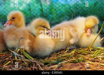 Eine kleine Gruppe von fuzzy niedlichen gelben Enten inmitten zusammen einige Gräser und Stroh. Stockfoto