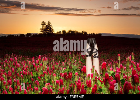 Ballerina tanzen in einem Klee-Feld bei Sonnenuntergang Stockfoto