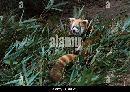 Roter Panda, umgeben von Bambus, Panda Forschungsbasis, Chengdu, China Stockfoto