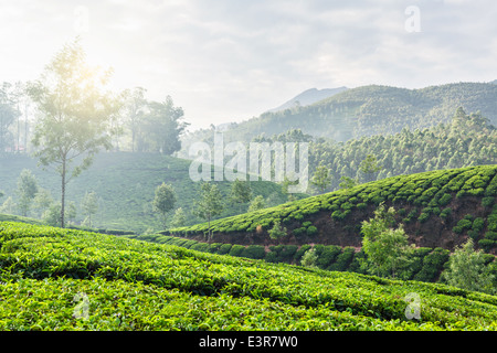 Kerala Indien Reisen Hintergrund - grüner Tee-Plantagen in Munnar, Kerala, Indien in der früh am Sonnenaufgang Stockfoto