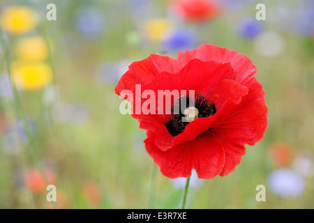 Papaver Rhoeas. Mohn in eine Wildblumenwiese wachsen. Stockfoto