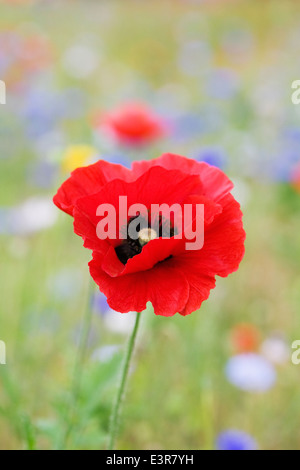 Papaver Rhoeas. Mohn in eine Wildblumenwiese wachsen. Stockfoto
