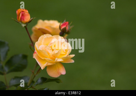 Rosa "Flower Carpet Amber" Blumen. Stockfoto