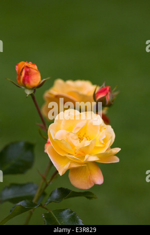 Rosa "Flower Carpet Amber" Blumen. Stockfoto
