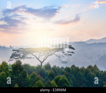 Einsamer Baum auf Sonnenaufgang in Hügeln. Kerala, Indien Stockfoto