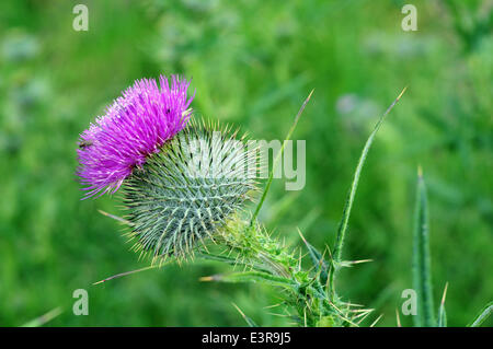 Aberystwyth, Wales, UK. 27. Juni 2014. In der Ecke einer Wiese in der Nähe von Aberystwyth, Wales, eine Distel Blumen in den Abend Sonnenschein-27-Juni-2014 - Bildnachweis: John Gilbey/Alamy Live News Stockfoto