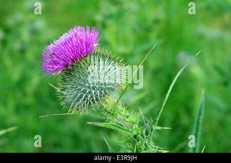 Aberystwyth, Wales, UK. 27. Juni 2014. In der Ecke einer Wiese in der Nähe von Aberystwyth, Wales, eine Distel Blumen in den Abend Sonnenschein-27-Juni-2014 - Bildnachweis: John Gilbey/Alamy Live News Stockfoto